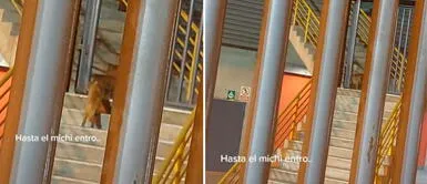 Gatito se volvió tendencia en TikTok tras concierto de Coldplay. Gatito se mete al concierto de Coldplay y fanáticos lo envidian