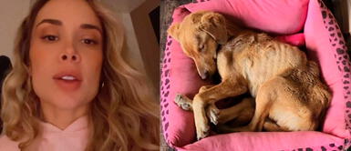 Ale Venturo usa sus redes para buscar apoyo para canina. Ale Venturo pide ayuda urgente para perrita con cáncer: "Salvémosla"