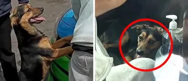 Ladrón de bicicleta y su perro terminan en comisaría Ladrón de bicicleta y su perro terminan en comisaría: “Debe estar conmigo”