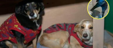 Las perritas se encuentran en recuperación tras quedar lastimadas. Hombre ataca a perritas con desarmador y daña sus orejas en plena calle