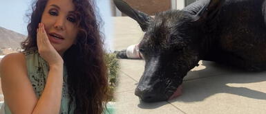 Janet Barboza se encuentra triste por el estado de salud de su perrita Pecas Janet Barboza sufre por su perrita: "Tiene un tumor en el tórax, está con pronóstico reservado"