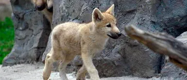 El animalito clonado será trasladada dentro de algún tiempo a Harbon Polarland. Nace el primer ejemplar clonado de lobo salvaje ártico en China