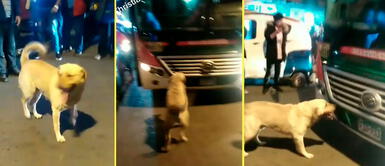 El perrito comenzó a desesperarse al ver que su amo no bajaba de bus. Perrito se aferra a transporte público tras ser abandonado por su propio amo