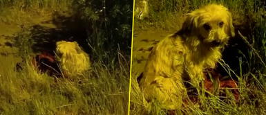 Perrito tenía la mirada triste cuando fue rescatado. Perrito temblaba de miedo tras ser abandonado con su mantita en terreno baldío