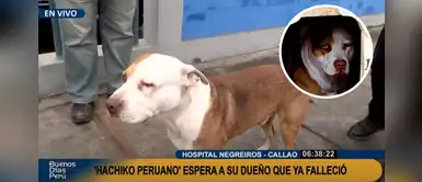 'Hachiko peruano' espera a su dueño fallecido desde hace 2 meses en las afueras del hospital Negreiros 'Hachiko peruano' espera a su dueño fallecido desde hace 2 meses en las afueras del hospital Negreiros