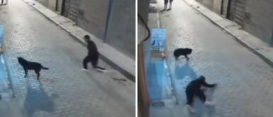 Viral: joven intenta patear a perrito, pero le llega el karma y recibe su merecido Viral: joven intenta patear a perrito, pero le llega el karma y recibe su merecido