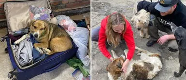 Los perritos ha sido afectados durante la guerra de Rusia con Ucrania. Perrito ucraniano se escondió en maleta de médica para salir del país tras la guerra