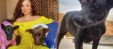 Janet Barboza contó que su perrita Pecas está en sus últimos días Janet Barboza sufre por la salud de su perrita: "Ha llegado la hora de decidir"