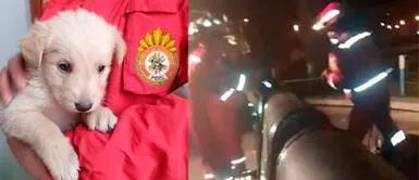 El indefenso perrito fue auxiliado por los hombres de rojo. Huancavelica: Bomberos salvan a perrito lanzado a basurero subterráneo