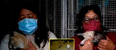 Más de 30 gatos fueron encontrados en el parque. Rímac: Decenas de gatitos fueron abandonados en un parque y buscan un hogar