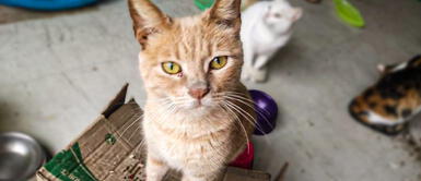 Michi Rifa: Asociación Misicha organiza evento para seguir ayudando a gatos abandonados Michi Rifa: Asociación Misicha organiza evento para seguir ayudando a gatos abandonados