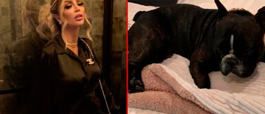 Sheyla Rojas se despide de su mascota Charlie Sheyla Rojas se despide de su perrito Charlie: "Que en paz descanses"
