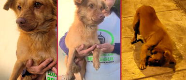 Si quieres adoptar al perrito, comunícate al 986 786 342. Perrito busca un hogar tras ser abandonado en Jesús María: "Está asustado"