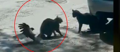 Paloma intentó defender a un gato que estaba siendo agredido por otro en la calle Paloma defiende a gato que fue atacado por otro minino | VIDEO