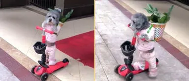 El perrito tuvo aparatosa caída de su scooter. Perrito se monta en su scooter para 'trabajar' como repartidor, pero ocurre lo impensado