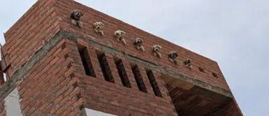 Los perritos usaban las ventanas creadas por su amo. Joven causa ternura al hacer varias ventanas para sus cachorros en el techo