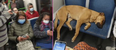 Pasajeros prefieren no incomodar a perrito dormido. Perro se queda profundamente dormido y pasajeros del tren se conmueven