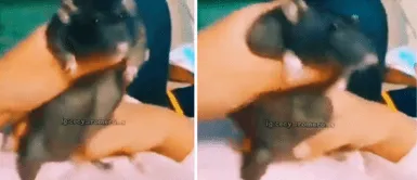 Viral: Rata causa furor bailando al compás de Dua Lipa y sorprende en las redes sociales Viral: Rata causa furor bailando al compás de Dua Lipa y sorprende en las redes sociales