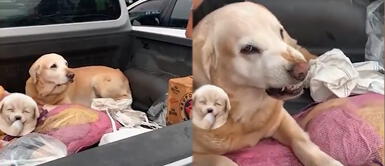 Perrito le gruñe a hombre que pretende acercarse a acariciarlo. VIRAL Tiktok | Pensó que lo podía acariciar, pero se llevó gran susto