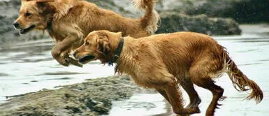 Golden Retrievers fueron retadas por su humano y ellas lo sorprendieron. Tierno concurso entre hermanitas GOLDEN RETRIEVER te robará el corazón