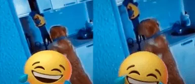 En TikTok abundan los videos de perritos haciendo travesuras y como este. Perritos hacen de la suya en la cocina mientras buscan comida