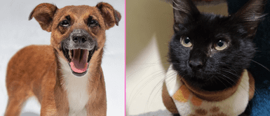 Animalitos están listos para ir a su nuevo hogar. ‘Adoptar es de Patas’: Perros y gatos serán puestos en adopción este sábado