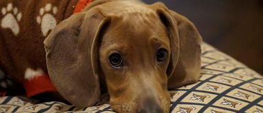 Lo primero que veremos es que tienen la barriga muy hinchada Torsión gástrica: si tu perro presenta estos síntomas, se estaría muriendo | VIDEO