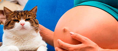 Las complicaciones más graves, como la coriorretinitis, la hidrocefalia, el bajo peso al nacer y las anomalías del sistema nervioso central ¿Qué es Toxoplasma gondii y por qué es la mayor amenaza de aborto?