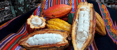 Científicos de la UNTRM identifican variedades únicas en Amazonas ¡Perú es cuna del cacao! Científicos de la UNTRM identifican variedades únicas en Amazonas