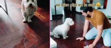 El perrito no dejaba de mirar a su amo mientra lo regañaba. Perrito se orina en la casa y su papá humano le llama la atención: "Estás haciendo demasiado daño"
