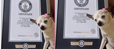 La mascota llamada Pebbles falleció. El perro más longevo del mundo murió a los 22 años en EE.UU.