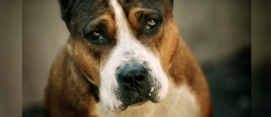 Las autoridades mexicanas protegerán la vida del perrito pitbull. Perrito pitbull defendió a su dueño de ladrón que se metió a su casa, pero piden sacrificarlo