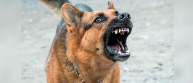 Especialista explica qué hacer con tu mascota. ¿Por qué los perros ladran a los vehículos que transitan en las calles?