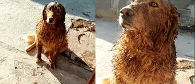 Perrito diverte en TikTok al regresar lleno de lodo y su mamá lo regaña. Perrito diverte en TikTok al regresar lleno de lodo y su mamá lo regaña.