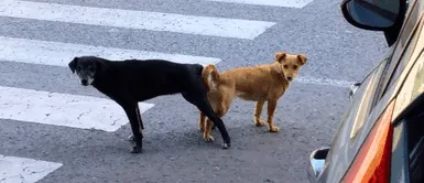 Especialista explica por qué los perros quedan 'pegados'. Conoce por qué no se debe 'despegar' a los perros luego de aparearse