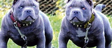 Perros pitbull asesinaron a dos bebés en Estados Unidos Dos pitbull mataron a una niña de dos años y su hermano de 5 meses frente a su madre