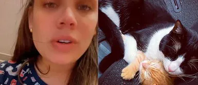 Andrea San Martín está preocupada por la desaparición de su minina. Andrea San Martín emocionada tras encontrar a su gatita perdida: "Ella es mi otra hija"