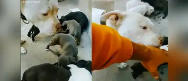 Perro es considerado buen padre por su dueño. Perro es considerado buen padre por su dueño.