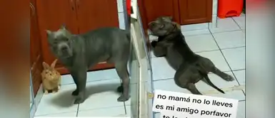 Pitbull cuida a su amigo conejo. Pitbull cuida a su amigo conejo.