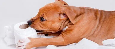 Conoce cómo evitar que tu perro lo siga haciendo. ¿Por qué los perros comen papel higiénico? Especialista explica