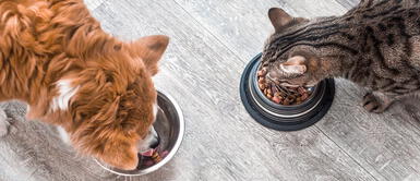 Comida para gato y perro ¿Por qué la COMIDA DE GATO es más cara que la COMIDA DE PERRO?