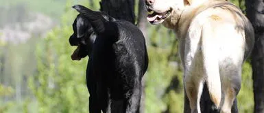 Cola de perro abajo ¡PRÉSTALE ATENCIÓN! Esto significa que tu perro tenga la cola abajo por un largo periodo