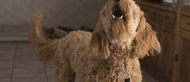 Conoce más detalles de los amigos de cuatro patas. ¿Por qué los perros ladran cuando viene un temblor?