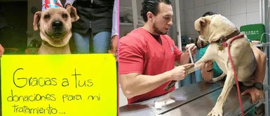 El perrito agradeció todas las muestras de apoyo en redes sociales. Goli, el valiente perrito que venció el cáncer y sobrevivió al maltrato animal