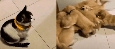 Gatito es llenado de amor por un grupo de cachorros. Gatito es llenado de amor por un grupo de cachorros.