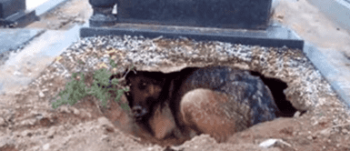 El perrito hizo un hueco para estar más cerca de su amo. Perrito echa de menos a su dueño y se va a su tumba a visitarlo: "Amigo fiel"
