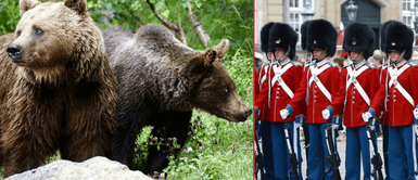 Usan pelajes de osos para fabricación de sombreros. Más de un centenar de osos son sacrificados para elaborar sombreros de la Guardia Real