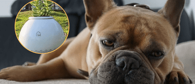 Una manera de guardar un recuerdo de tu mascota en casa. Conoce todo sobre la cremación de perros