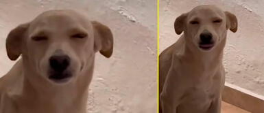 El perrito se sorprendió al recibir llamado de atención. Perrito es castigado por su dueña y le hace muecas tras oír los regaños