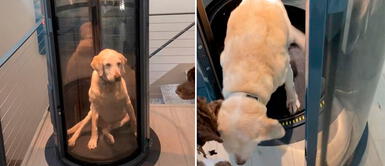 El perrito aprendió a usar su ascensor personal. Familia coloca ascensor para que su perrito discapacitado pueda movilizarse en casa